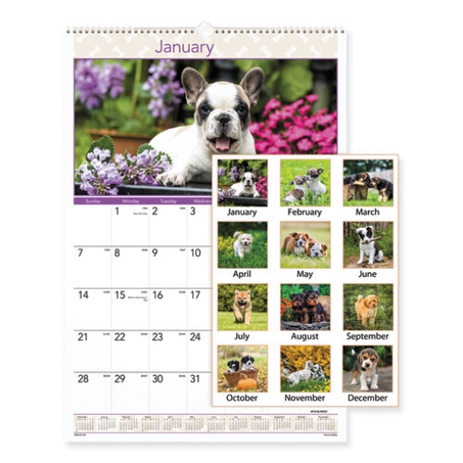 Picture of Puppies Monthly Wall Calendar, Puppies Photography, 15.5 x 22.75, White/Multicolor Sheets, 12-Month (Jan to Dec): 2024